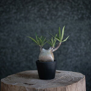 [ AfjA O{[T LTCY @40000] 򍪐A A ~ ϗtA