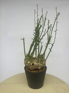 [ AfjA O{[T MTCY @30000] 򍪐A A ~ ϗtA