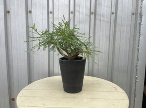 [ {XEFA lON^ MTCY  @25000] 򍪐A A ~ ϗtA