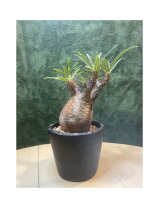 楽天市場】パキポディウム グラキリス（観葉植物｜花・観葉植物）：花 