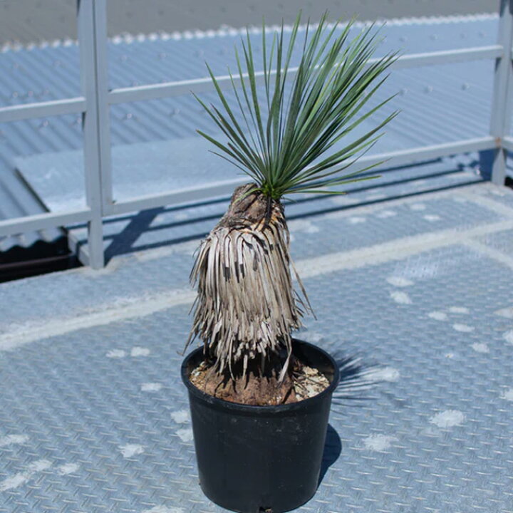 楽天市場】[ ユッカ ロストラータ XLサイズ @80000] 塊根植物 多肉植物 