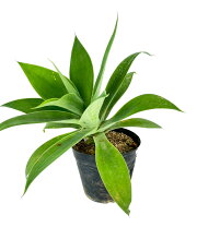 楽天市場】龍舌蘭（観葉植物｜花・観葉植物）：花・ガーデン・DIYの通販