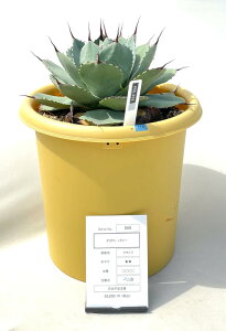 [ AKx p[ g˓V MTCY @50000] 򍪐A A ~ ϗtA