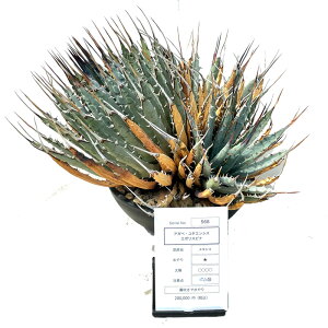 [ AKx ^GVY G{Xsi LTCY @2200000] 򍪐A A ~ ϗtA