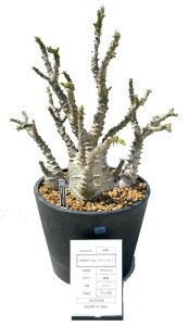 [ pL|fBE EB][ MTCY @350000] 򍪐A A ~ ϗtA