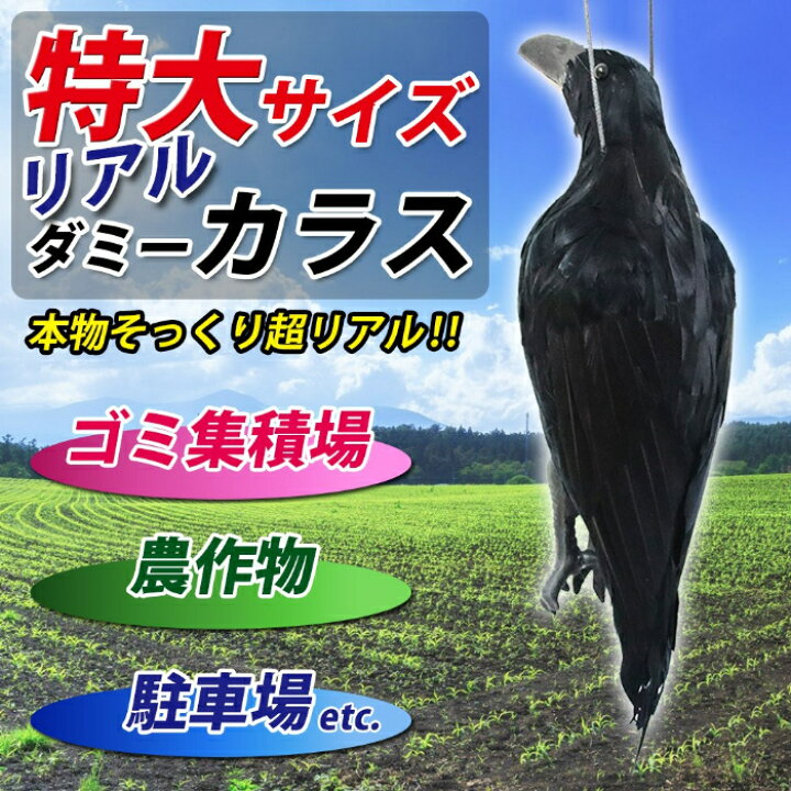 楽天市場】カラスよけ ゴミ箱 カラス撃退 ダミー 撃退グッズ カラス 