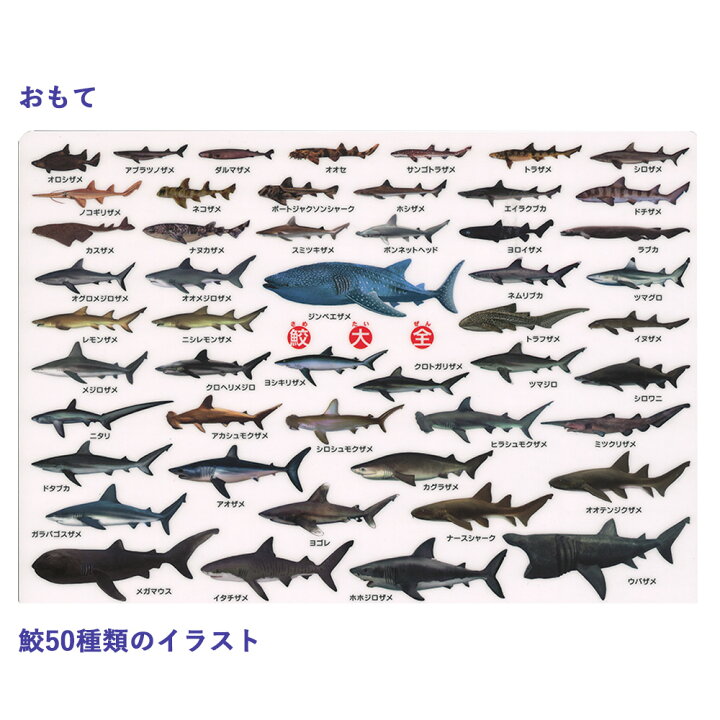 Sale開催中 深海鮫 凶暴な鮫 おとなしい鮫などリアルなイラストと説明文付き ザ アクセス 鮫大全 下敷き サイズ 図鑑タイプ 50種類の鮫 サメ を網羅 Dostfm Com Sale開催中 深海鮫 凶暴な鮫 おとなしい鮫などリアルなイラストと説明文付き ザ アクセス 鮫大全 下敷き サイズ 図鑑タイプ 50種類の鮫 サメ を網羅 Dostfm Com