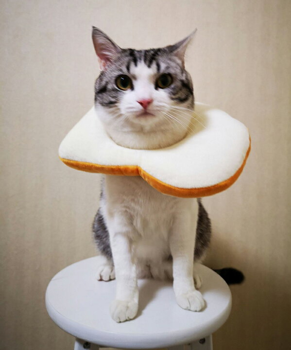 楽天市場 犬猫用帽子 猫 かぶりもの パン トーストブレッド 猫用 犬用 ペット用帽子 猫被り物 ペット用 猫用帽子 可愛さ100倍 ネコ コスプレ キャットウェア着脱簡単 猫コスプレキャップ 可愛いペット変身 Modanic