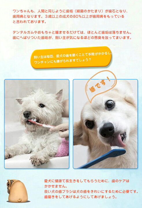 楽天市場 即納 犬 歯磨き おもちゃ 犬歯ブラシ ペット用 歯ブラシ 子犬かむ玩具 犬用歯ブラシ 犬歯ブラシ 犬用 デンタルケア用品 ペット口腔ケア用 犬猫用歯磨き 歯磨き マウスケア ペット ペットお手入れ用品 Modanic