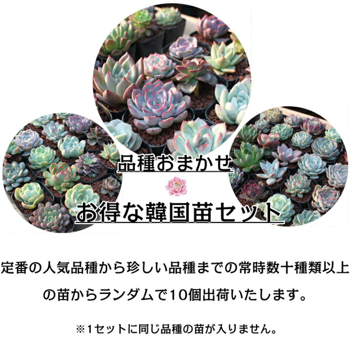 楽天市場 多肉植物 エケベリア 寄せ植え おまかせセット 10株 抜き苗 観葉植物 農園直送 送料無料 敬老の日 レビュー投稿で嬉しい特典あり L広場 楽天市場店