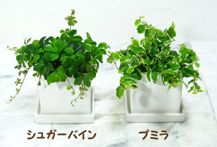 楽天市場 四角い陶器のシュガーバイン フィカス プミラ 観葉植物 インテリア ギフト 花と観葉植物のchouchou Te