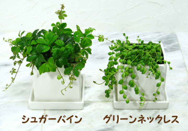 楽天市場 四角い陶器のシュガーバイン グリーンネックレス ギフト インテリア 土植え 花と観葉植物のchouchou Te