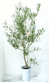 楽天市場 オリーブ ミッションの通販