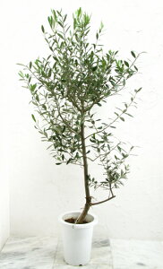観葉植物 シンボルツリー オリーブ 観葉植物の人気商品 通販 価格比較 価格 Com