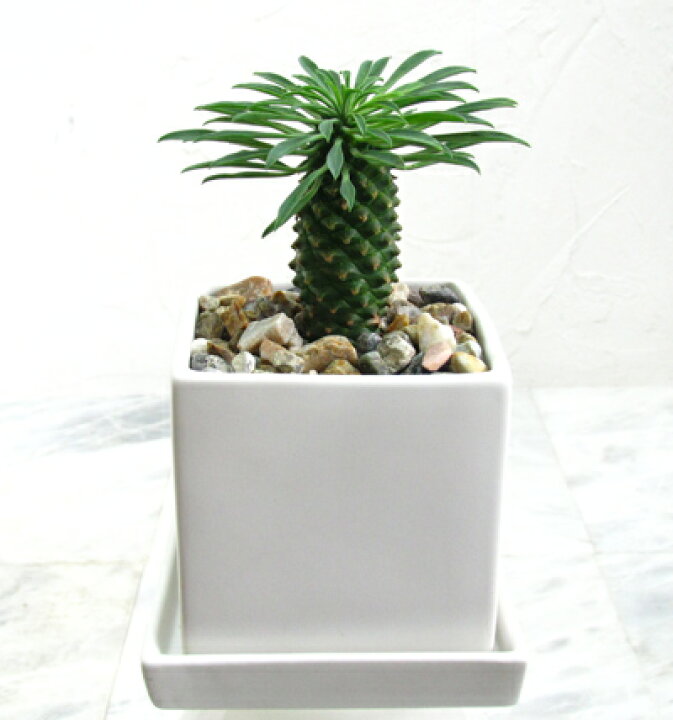 楽天市場 四角い陶器のユーフォルビア 蘇鉄麒麟 ソテツキリン インテリア 観葉植物 ギフト 土植え 花と観葉植物のchouchou Te