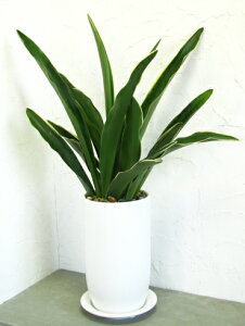 観葉植物 万年青 観葉植物の人気商品 通販 価格比較 価格 Com
