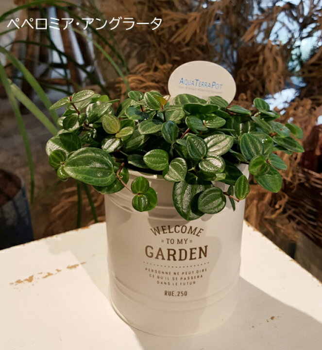 楽天市場 New とっても簡単 アクアテラポット キャニスターティン ブリキポット のペペロミア アングラータ 観葉植物 ギフト インテリア 底面給水 花と観葉植物のchouchou Te