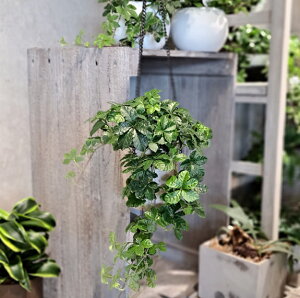 New!ƂĂȒPIANAe|bgEnMO{[̃VK[oC@݂艺^Cv@ϗtA@Mtg@CeA@ʋ