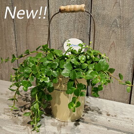 楽天市場 多肉植物 垂れ下がる 観葉植物 花 観葉植物 花 ガーデン Diyの通販