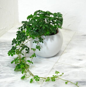 ƂĂȒPIANAe|bg̃VK[oC@ϗtA@Mtg@CeA@ʋ