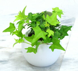 とっても簡単！白いアクアテラポットのヘデラ　観葉植物　ギフト　インテリア　底面給水