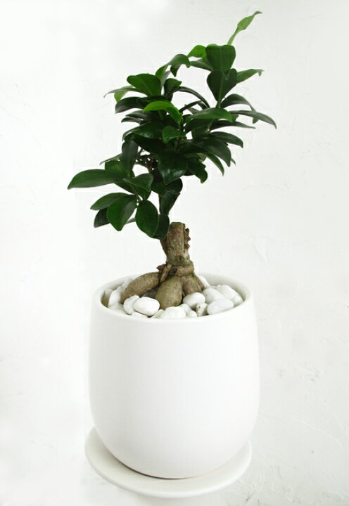 楽天市場 送料無料 幸せを呼ぶ木 ガジュマル 白い陶器 ｏｓｔボールｓ 観葉植物 ギフト インテリア 花と観葉植物のchouchou Te