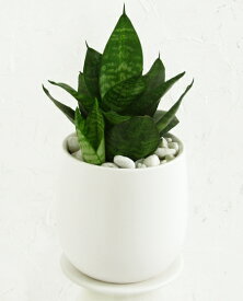 楽天市場 サンスベリア ハニーの通販