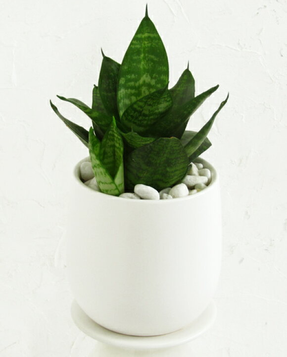 楽天市場 サンスベリア ハニーゼラ 白い陶器 ostボールs 観葉植物 ギフト インテリア 花と観葉植物のchouchou Te 楽天市場 サンスベリア ハニーゼラ 白い陶器 ostボールs 観葉植物 ギフト インテリア 花と観葉植物のchouchou Te