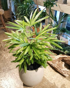 観葉植物 観音竹の人気商品 通販 価格比較 価格 Com
