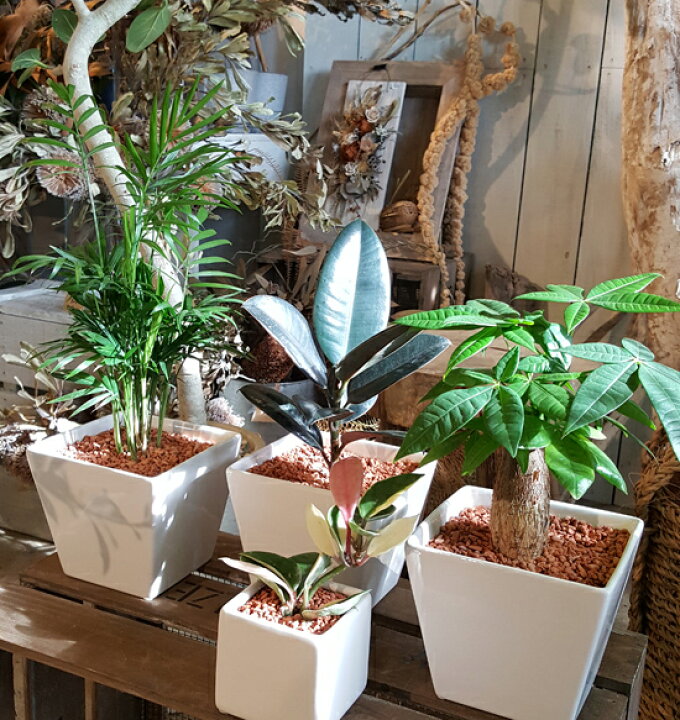 楽天市場 おまけ付き 観葉植物３つセットで サクララン ゴムの木 パキラ テーブルヤシ インテリア ギフト セラミス植え 花と観葉植物 のchouchou Te