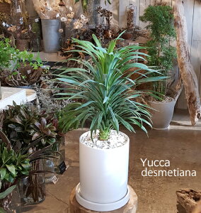 観葉植物 ユッカ ギフトの人気商品 通販 価格比較 価格 Com