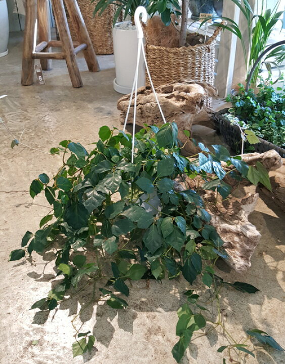 楽天市場 グレープアイビー ５号プラ吊り鉢 シッサス ロンビフォリア 吊り下げタイプ 観葉植物 ギフト インテリア 花と観葉植物のchouchou Te