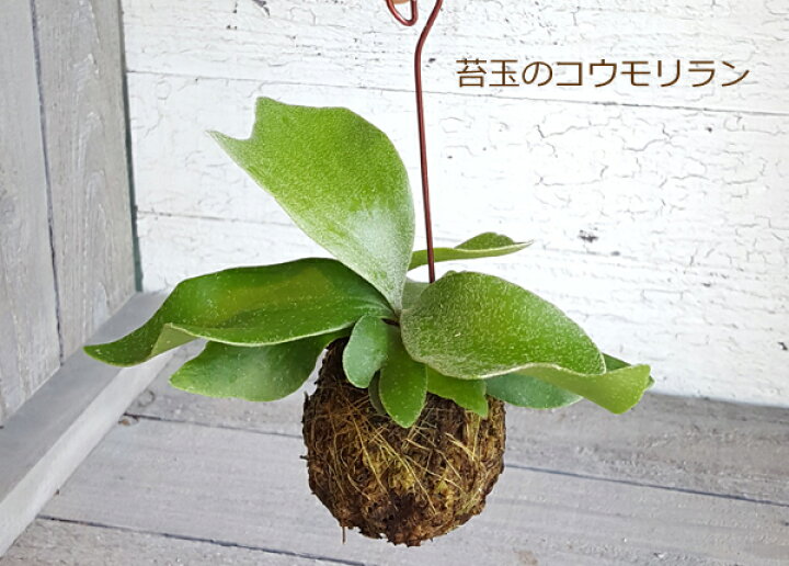楽天市場 苔玉のコウモリラン ビカクシダ 鹿角シダ 吊り下げタイプ 観葉植物 花と観葉植物のchouchou Te 楽天市場 苔玉のコウモリラン ビカクシダ 鹿角シダ 吊り下げタイプ 観葉植物 花と観葉植物のchouchou Te