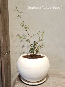 \tHggxCr[hۂA@CeA@Mtg@ϗtA