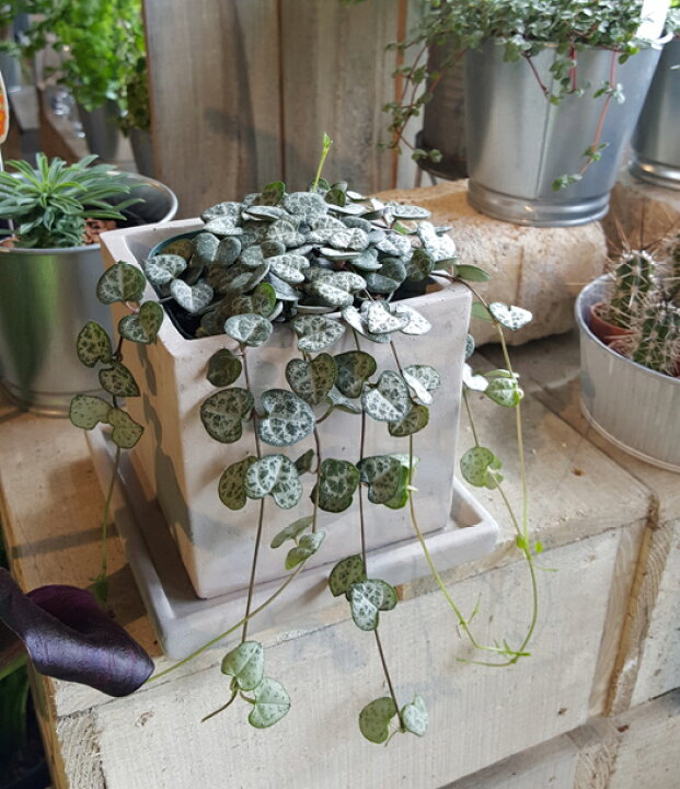 楽天市場 ハートカズラ ちょっと短めサイズ ナチュラルな陶器に入って ラブチェーン 観葉植物 ギフト インテリア 花 と観葉植物のchouchou Te