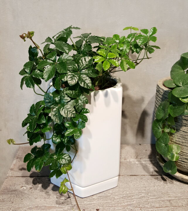 楽天市場 シュガーバイン 六角形の白い陶器 土植え 観葉植物 ギフト インテリア 花と観葉植物のchouchou Te