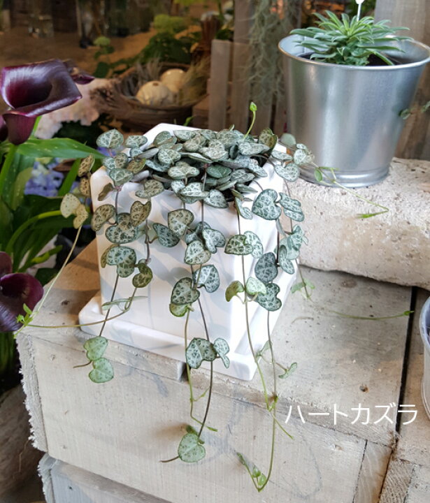 楽天市場 ハートカズラ 白くて四角い陶器に入って ラブチェーン 観葉植物 ギフト インテリア 花と観葉植物のchouchou Te