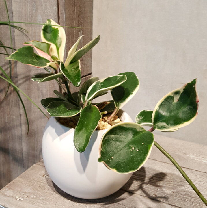 楽天市場 丸い器のサクララン ミニサイズ ウォーターサンド植え ギフト 観葉植物 ギフト 御祝 インテリア 花と観葉植物のchouchou Te 楽天市場 丸い器のサクララン ミニサイズ ウォーターサンド植え ギフト 観葉植物 ギフト 御祝 インテリア 花と観葉植物のchouchou Te