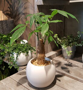 観葉植物 パキラ ミニサイズの人気商品 通販 価格比較 価格 Com