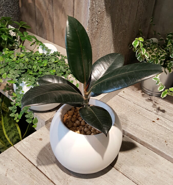 楽天市場 丸い器のゴムの木 バーガンディ ミニサイズ ウォーターサンド植え ギフト 観葉植物 ギフト 御祝 インテリア 花と観葉植物のchouchou Te