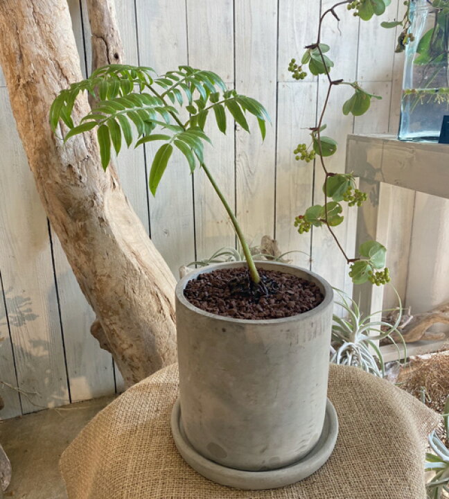 楽天市場 超希少種 リュウビンタイ ナチュラルな陶器に入って 亀甲竜 観葉植物 ギフト インテリア 花と観葉植物のchouchou Te