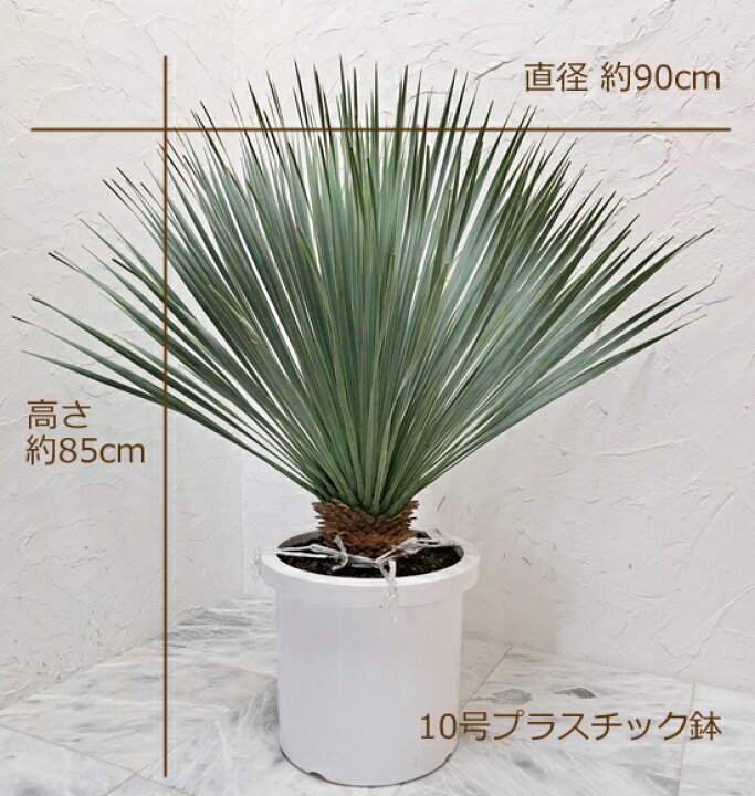楽天市場】送料無料！希少種 ユッカ・ロストラータ 10号プラ鉢 白色 No 