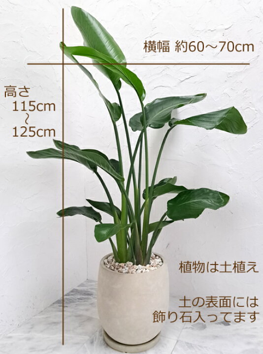 楽天市場】送料無料！大きなストレリチア・オーガスタ 2～3株入り  