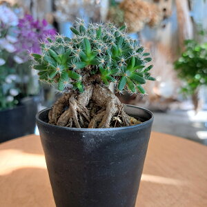 @gRfBAf}EfTiWjc1@vA@ϗtA@A@򍪐A@R[fbNX@Mtg@CeA