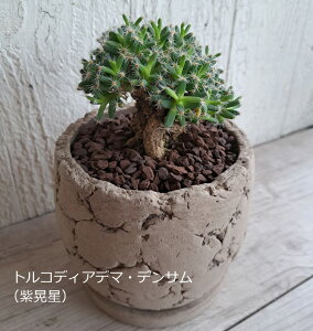 送料無料 トルコディアデマ・デンサム(紫晃星) 陶器植え 観葉植物 多肉植物 塊根植物 コーデックス ギフト インテリア