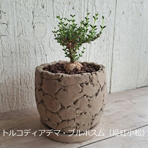 @gRfBAf}Eu{XiPgj@A@ϗtA@A@򍪐A@R[fbNX@Mtg@CeA