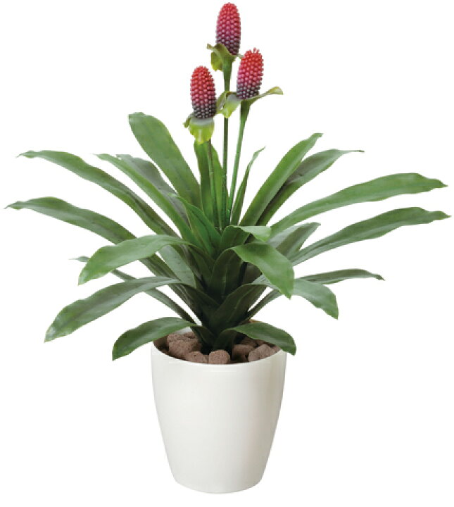 楽天市場 最大1万円offクーポン4 16 2時まで マガベ花付 玄関 植木 ベランダ ガーデン Ee5107 96 Lookit オフィス家具 インテリア