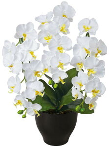 yő1~N[|12/4-10z ӒZ[XW Mtg Ԍt K EE0901-120