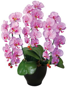 �y�ő�1���~�N�[�|��12/19-25�z �Ӓ����Z���[�XL �M�t�g �a�� ���G�} ���L EE0903-120