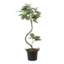 楽天市場】フェイク ウンベラータ（人工観葉植物｜造花・人工観葉植物 